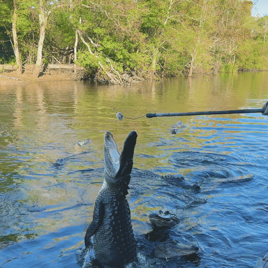 Jumping alligator