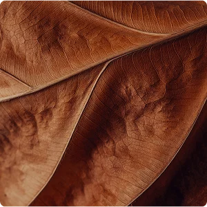 Tabakblatt Hintergrundstruktur