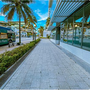 Miami street with palms
