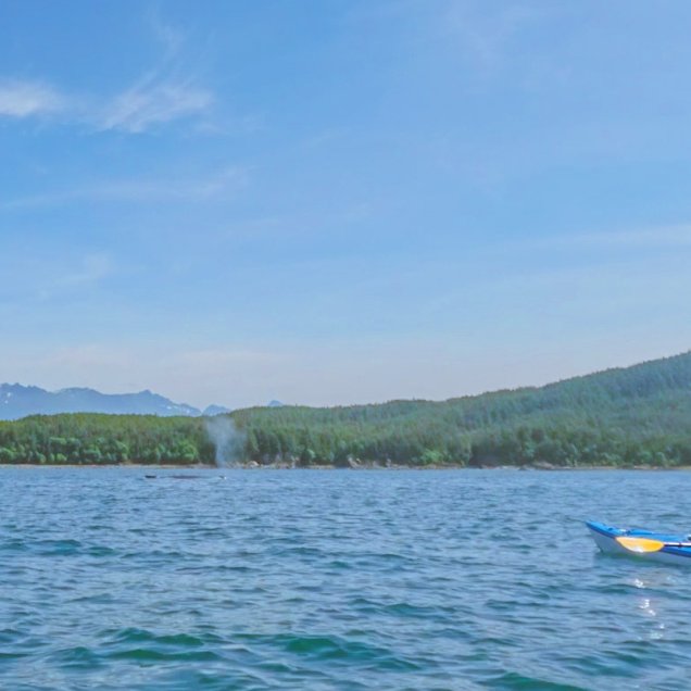 Whale