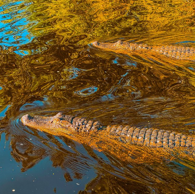 Alligators in the water