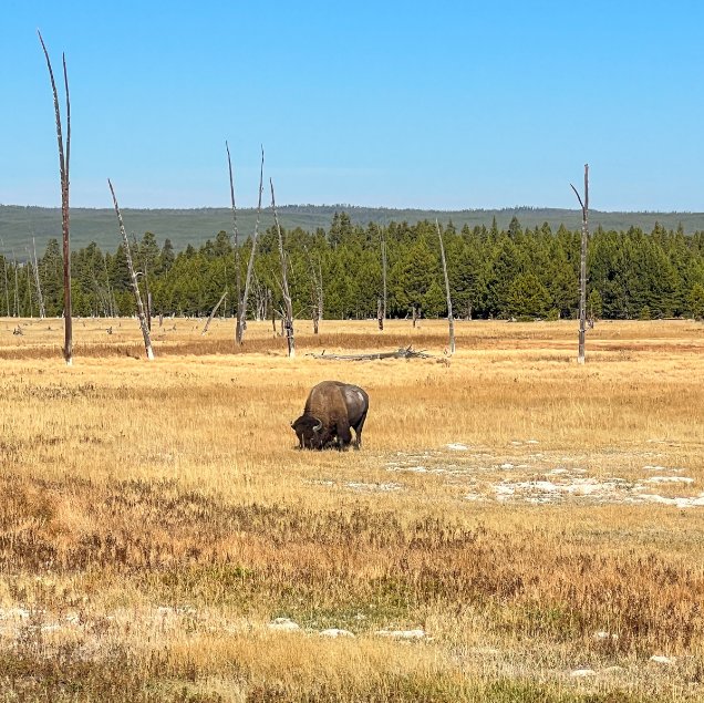 Buffalo