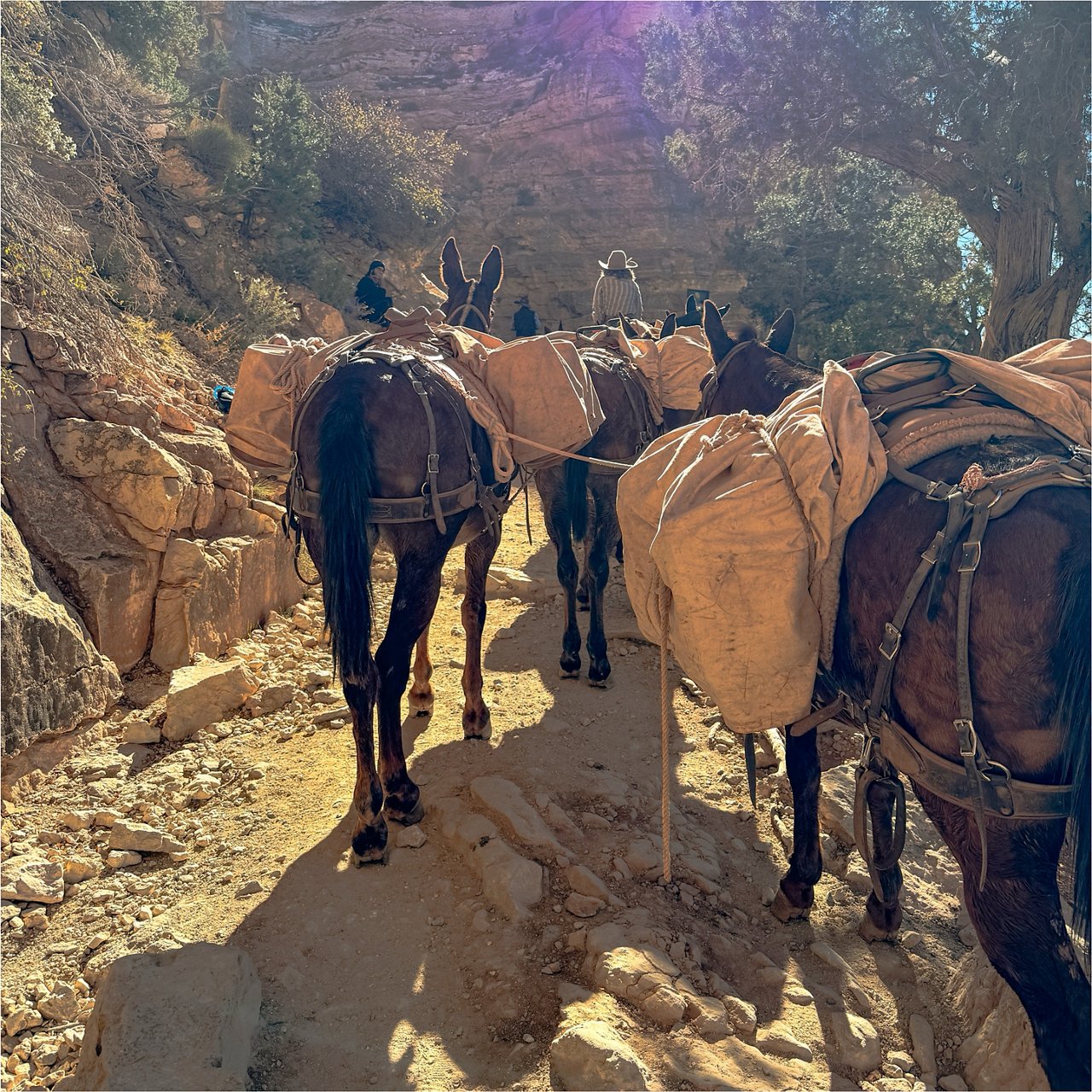 Loaded horses