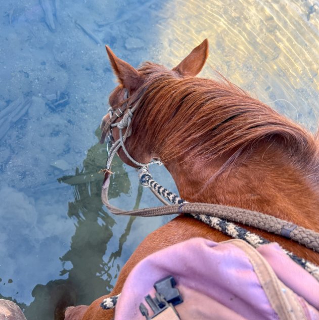 The back of a horse drinking water