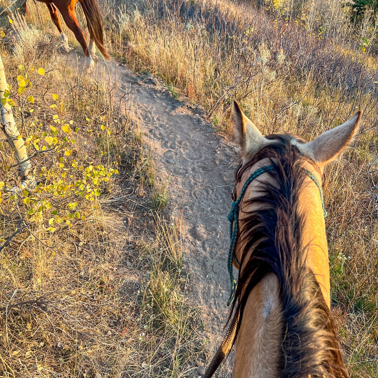 Horse back