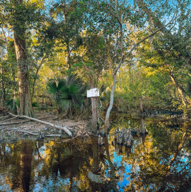 Swamp tree
