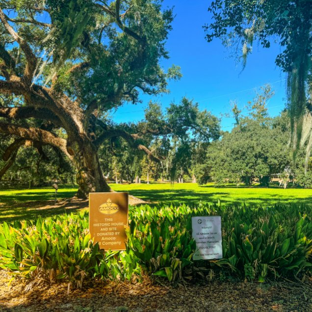 Trees, grass, plants