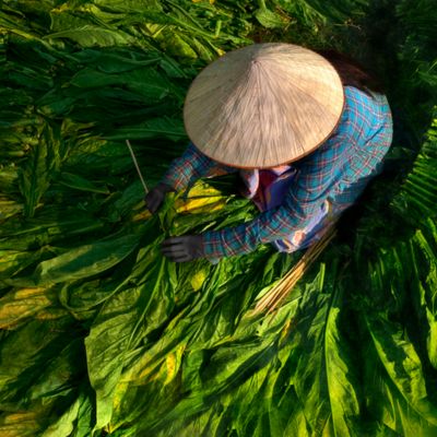 Farmář v tabákovém poli