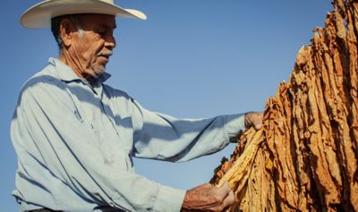 Muž, který kontroluje kvalitu tabákových listů