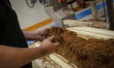 Muž kontroluje kvalitu tabákové směsi