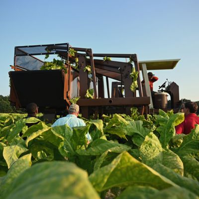 Lidé v tabákovém poli