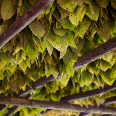 Sušící se tabákové listy