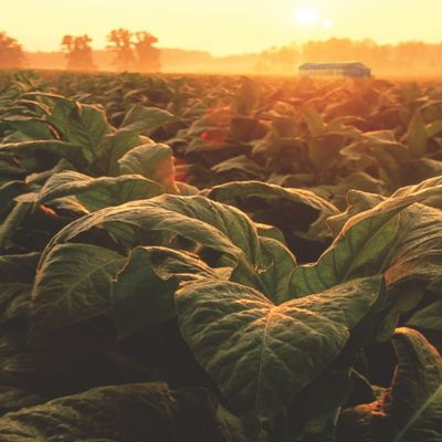 Západ slunce nad tabákovým polem