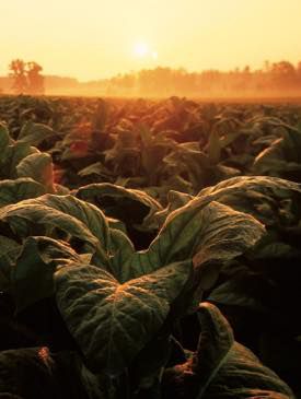 Huge tobacco leaves freshly cut and carried by farm worker