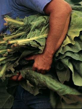 Huge tobacco leaves freshly cut and carried by farm worker