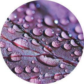 Dew on a purple leaf