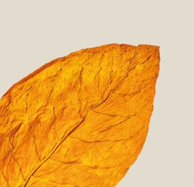 A photograph of tobacco leaves. 