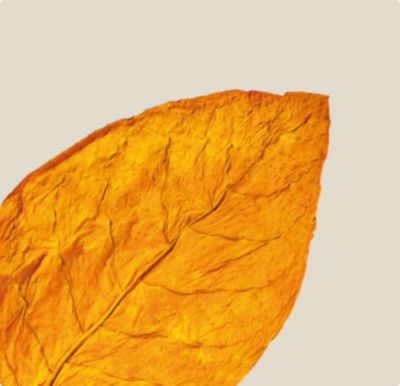 A photograph of tobacco leaves. 