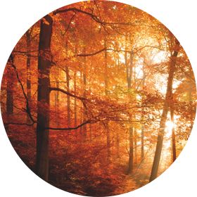 HEETS Amber Selection