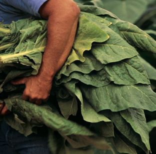 Huge tobacco leaves freshly cut and carried by farm worker