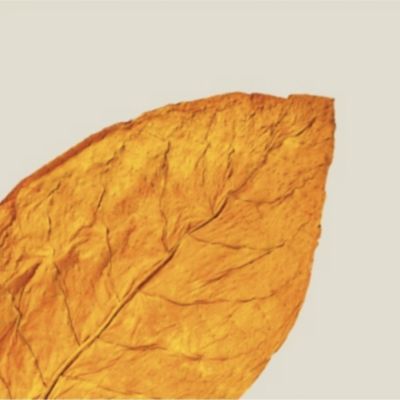 Fotografia tabakových listov.