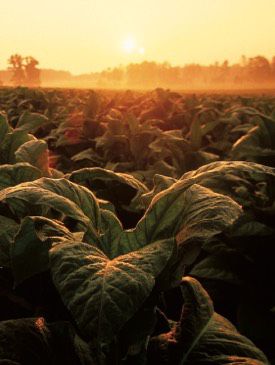 Tobacco plantation at sunset 