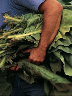 Man carrying tobacco leaves