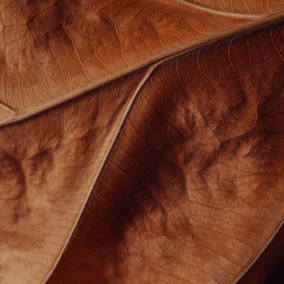 VEEV ONE Classic tobacco e-liquid pod