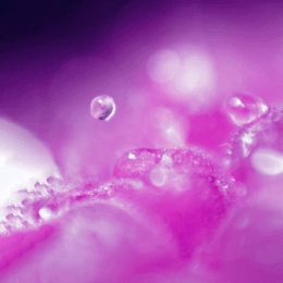 Jednorazová e-cigareta VEEV NOW Mauve s príchuťou jahody a čučoriedky