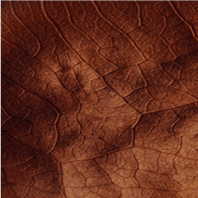 VEEV ONE Blended Tobacco