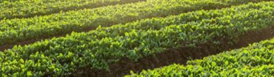 Rows of green leafy crops growing in a cultivated field at sunrise