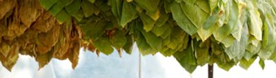 A close-up of a tobacco tree leaf