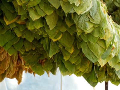 A close-up of a tobacco tree leaf
