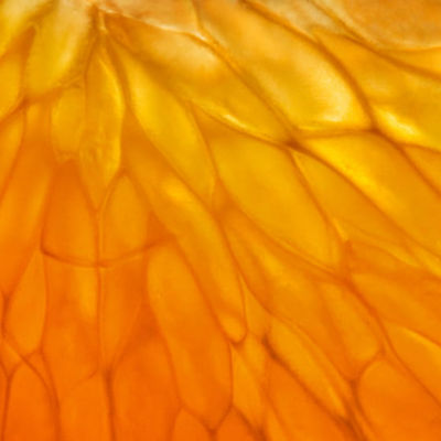 Fiit Island a grafika na pozadí 